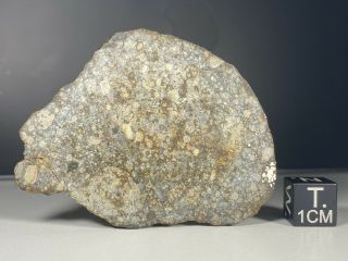 Meteorite - L3 Chondrite - Nwa 13772 - 67.  8g - Main Mass