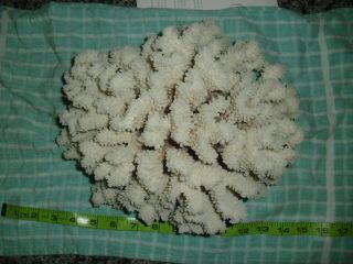 Vintage Natural White Large Piece Of Coral 12” By 10” By 6”