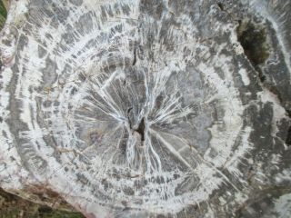 Giant Full Round Arizona Petrified Wood,  Fabulous Center Growth Pattern