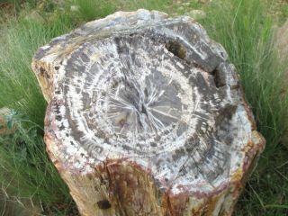 Giant Full Round Arizona Petrified Wood,  Fabulous Center Growth Pattern 2