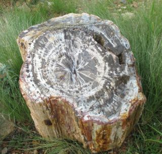 Giant Full Round Arizona Petrified Wood,  Fabulous Center Growth Pattern 3