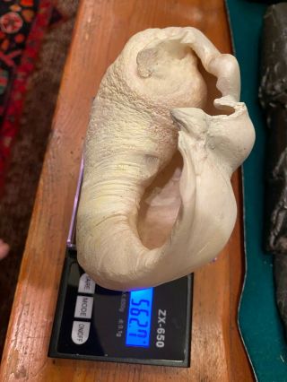 2 Ear Bones Paper Weight Sailor Made 562 Grams,  One Fossil