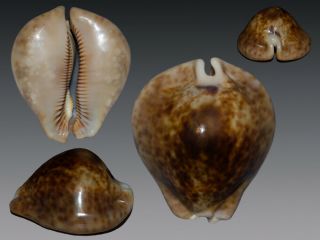 Seashell Cypraea Stercoraria Rattus Fantastic Humped Round 57.  1 Mm