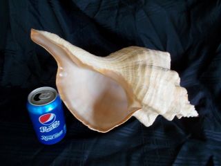 Florida Horse Conch Shell (pleuroploca Gigantea) 21 " X 12 "