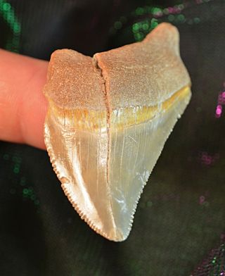 Rare Bone Valley Deformed Chubutensis Shark Tooth Fossil Teeth Pre Megalodon Era