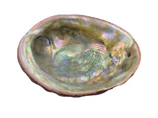 Natural Extra Large Abalone Shell Dish Iridescence 9” X 7 Inches