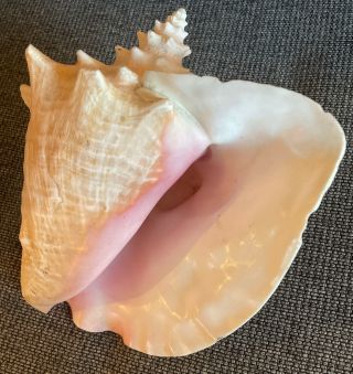 Rare Collectors Large Vintage Conch Shell