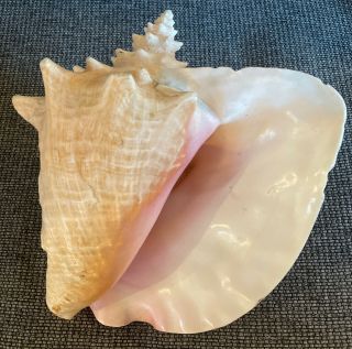 Rare Collectors Large Vintage Conch Shell 2