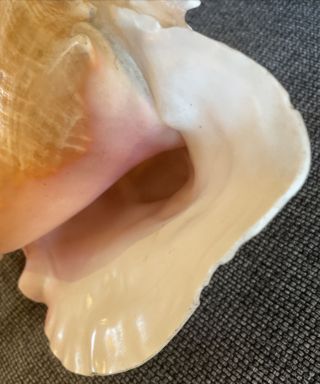 Rare Collectors Large Vintage Conch Shell 3