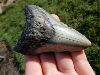 Gorgeous 3 1/2 Inch Natural Fossil Megalodon Shark Tooth