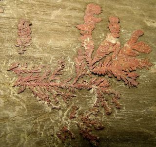 Cool Crystal Copper On Old Mine Timber: Globe Area,  Gila County,  Arizona - Nr