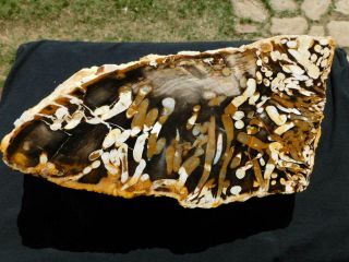 Rimrock: 15.  65 Lbs Rare Polished Australian Petrified Peanut Wood Rough