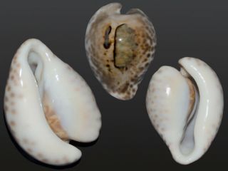 Seashell Cypraea Teulerei Unique Specimen One In A Million 53.  7 Mm