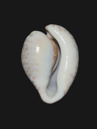 Seashell Cypraea teulerei Unique specimen One in a million 53.  7 mm 2