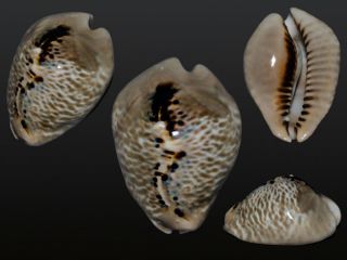 Seashell Cypraea Mus Bicornis Wow Triangular Form 60.  4 Mm