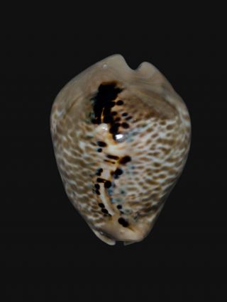 Seashell Cypraea mus bicornis Wow triangular form 60.  4 mm 2
