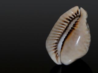 Seashell Cypraea mus bicornis Wow triangular form 60.  4 mm 3