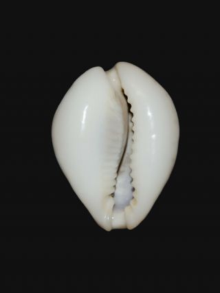 Seashell Cypraea turdus winckworthi Fantastic pattern Unique hypercallus 2