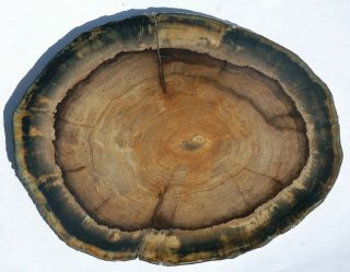 Large,  Polished Opalized Washington State Petrified Wood Round - Dicot