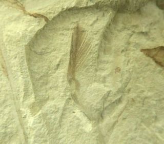 Feather Fossil Three Leaves Rare Combo Green River Formation Utah