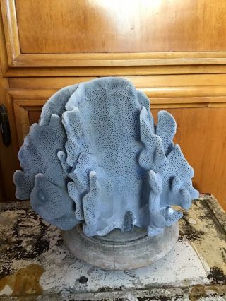 Natural Light Blue Ridge Coral Home Decor Naturally By Nature