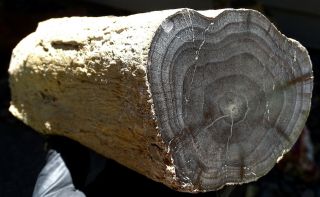 Mw: Petrified Wood Hardwood - Sweet Home,  Oregon - Polished Limb Specimen