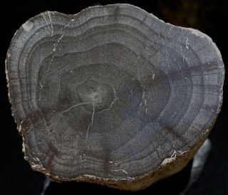 Mw: Petrified Wood HARDWOOD - Sweet Home,  Oregon - Polished Limb Specimen 2