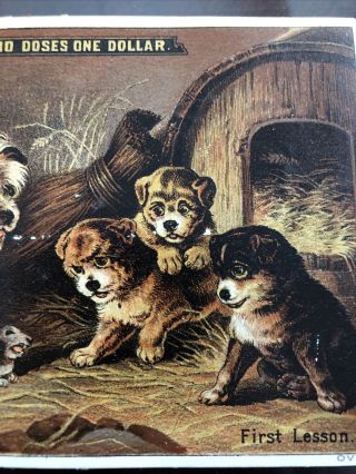 Hoods Sarsaparilla Medicine Advertising Card With Terrier Dog And Puppies 3