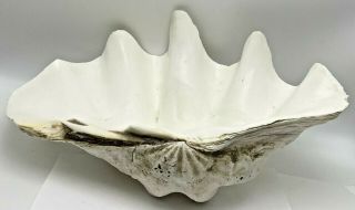 15 3/4” X 9 1/2” X 5 1/2” Giant Natural Clam Shell Tridacna Clam Shell 11 Pounds