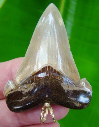 Angustidens Shark Tooth Necklace - 2 & 1/4 In.  Top 1 Real Fossil