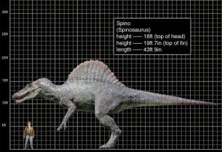 SPINOSAURUS Dinosaur Tooth - 6 & 5/16 in.  MONSTER - REAL FOSSIL 3
