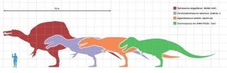 SPINOSAURUS Dinosaur Tooth - 6 & 5/16 in.  MONSTER - REAL FOSSIL 4