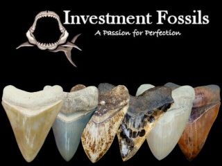 SPINOSAURUS Dinosaur Tooth - 6 & 5/16 in.  MONSTER - REAL FOSSIL 5
