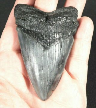 A Big 100 Natural Carcharocles Megalodon Shark Tooth Fossil 77.  2gr