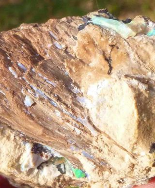 Virgin Valley Precious Opal Petrified Wood Nevada 183cts Displays Dry