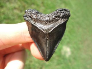 Rare Hubbell Megalodon Shark Tooth Florida Fossils Sharks Teeth Mako Extinct Fl