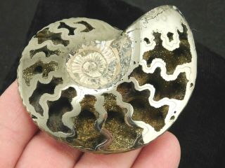 A Big Very Rare Polished Iridescent Pyrite Ammonite Fossil Russia 85.  2gr