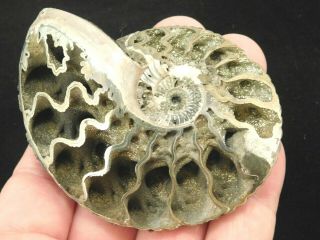 A Big Very Rare Polished Iridescent Pyrite Ammonite Fossil Russia 79.  3gr
