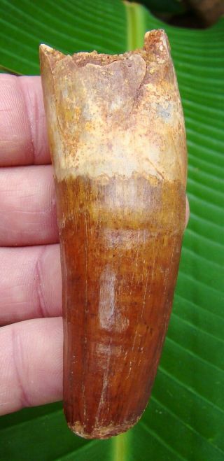 Spinosaurus Dinosaur Tooth - 3 & 7/16 In.  Red - Real Fossil - Natural