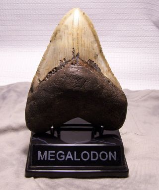 Megalodon Shark Tooth 5 1/4 " Sharks Teeth Fossil Megladon Monster Jaw W/display