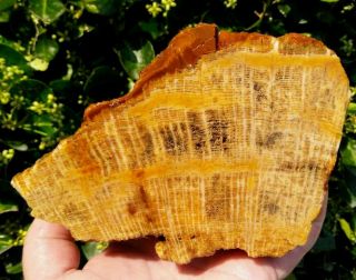 Face Cut All Opalized Orange Opal Petrified Wood Coal Mine Basin Oregon 3lbs