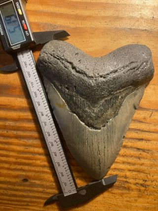 5.  19 " Megalodon Sharks Tooth.  No Restorations