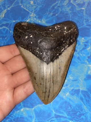 Megalodon Shark Tooth 4.  59” Huge Teeth Big Meg Scuba Diver Direct Fossil 3424