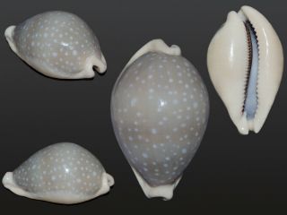 Seashell Cypraea Camelopardalis Sharmiensis Giant Gem 82.  2 Mm