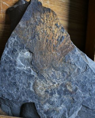 Rare Hamptonia Sponge W.  Trilobites,  Lower Cambrian Balang Lagerstätte,  China