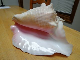 Large Vintage Queen Pink Conch Seashell 1970 From Bermuda With Harvest Hole