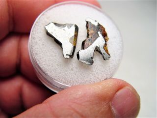 Two Specimens Gorgeous Crystals Exquisite Esquel Meteorite 3.  7 Gms