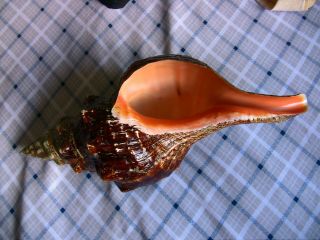 Large Horse Conch Seashell,  Gem Quality Conch Shell,  13 - 1/2 " Large