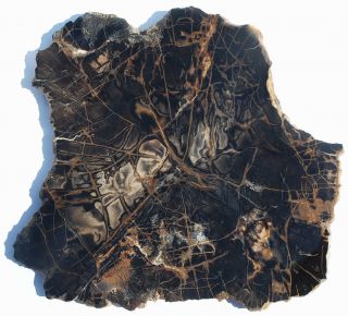 Very Large,  Polished Nevada Petrified Wood Round - Conifer