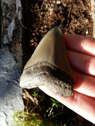 Natrural Megalodon Fossil Shark Tooth With Slight Concave